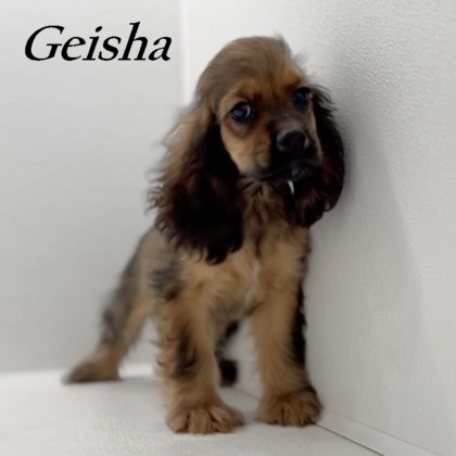puppy, for, sale, Cocker Spaniel, Joe & Cherri  Overlease, dog, breeder, Miller, MO, dog-breeder, puppy-for-sale, forsale, nearby, find, puppyfind, locator, puppylocator, aca
